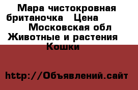 Мара чистокровная британочка › Цена ­ 10 000 - Московская обл. Животные и растения » Кошки   